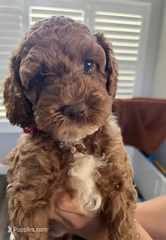Brownie – Cockapoo puppy for sale in Folsom, CA