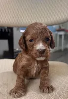 Nibbles, a female Cockapoo for sale in Folsom, CA – 2 of 2