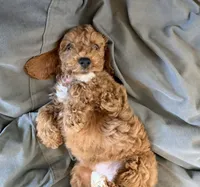 Coco, a female Cockapoo for sale in Folsom, CA – 2 of 6