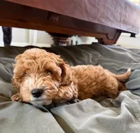 Luna, a female Cockapoo for sale in Folsom, CA – 3 of 4
