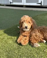 Honey, a female Cockapoo for sale in Folsom, CA – 6 of 8