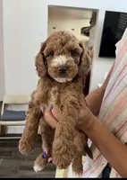 Nibbles, a female Cockapoo for sale in Folsom, CA – 1 of 5