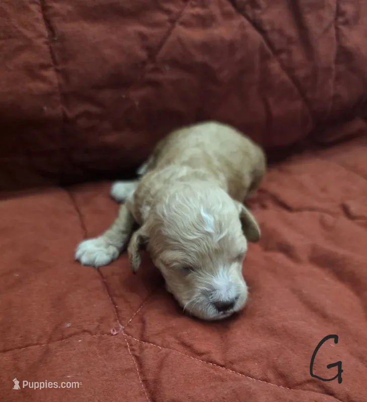 Peanut – Cockapoo puppy for sale in Folsom, CA