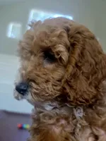 Honey, a female Cockapoo for sale in Folsom, CA – 5 of 8