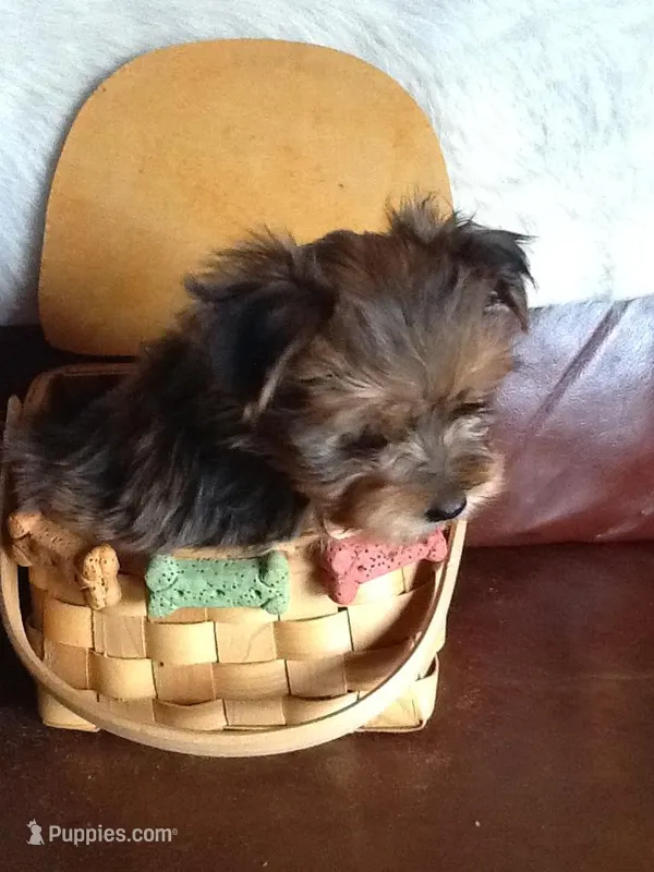 Henreitta – Shih Tzu puppy on hold in Madison, OH