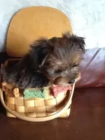 Henreitta, a female Shih Tzu for sale in Madison, OH – 1 of 1
