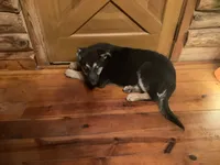 Lassie, a female German Shepherd Dog for sale in Madison, OH – 3 of 4