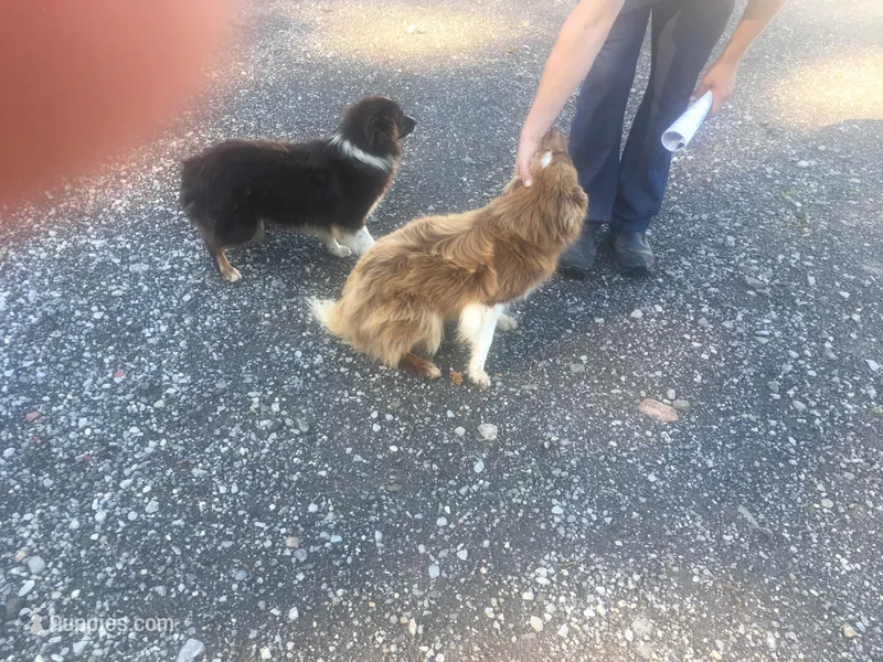 Lilly  – Miniature Australian Shepherd puppy for sale in Madison, OH