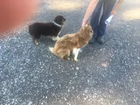 Lilly , a female Miniature Australian Shepherd for sale in Madison, OH – 1 of 1
