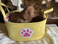 Cathy, a female Cavapoo for sale in Madison, OH – Photo 2 of 2