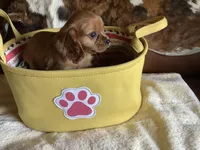 Cathy, a female Cavapoo for sale in Madison, OH – Photo 1 of 2