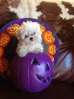 Fluffy, a female Bichon Frise for sale in Madison, OH – 2 of 2