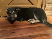 Lassie, a female German Shepherd Dog for sale in Madison, OH – 4 of 4