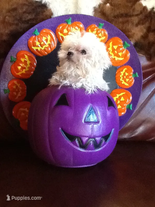 Fluffy – Bichon Frise puppy for sale in Madison, OH