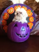 Fluffy, a female Bichon Frise for sale in Madison, OH – 1 of 2