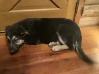 Lassie, a female German Shepherd Dog for sale in Madison, OH – 2 of 4