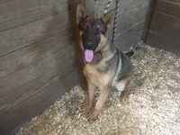 Tank, a male German Shepherd Dog for sale in Madison, OH – 2 of 2