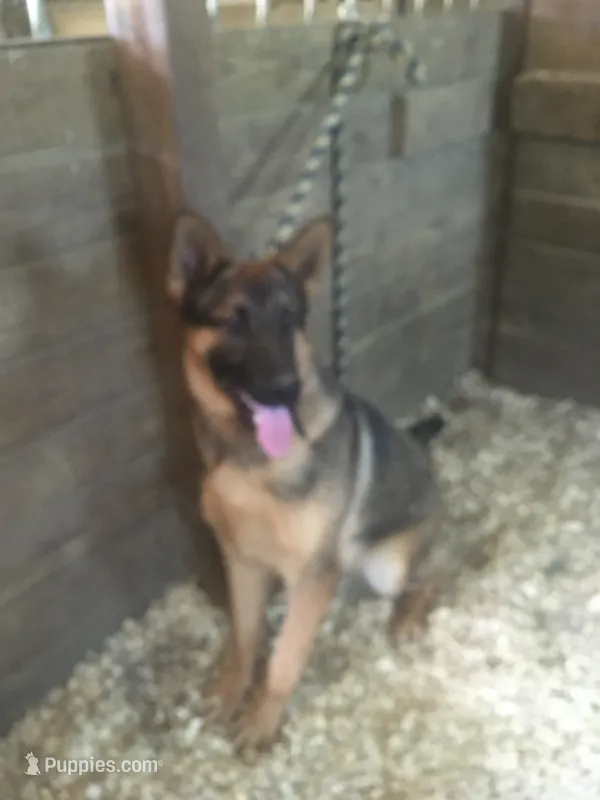 Tank – German Shepherd Dog puppy for sale in Madison, OH