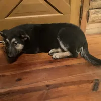 Tank, a male German Shepherd Dog for sale in Madison, OH – Photo 1 of 4