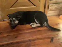 Tank, a male German Shepherd Dog for sale in Madison, OH – Photo 1 of 4