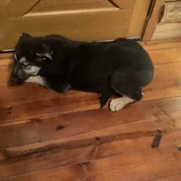 Tank, a male German Shepherd Dog for sale in Madison, OH – Photo 4 of 4