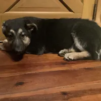 Tank, a male German Shepherd Dog for sale in Madison, OH – Photo 2 of 4