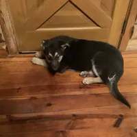 Tank, a male German Shepherd Dog for sale in Madison, OH – Photo 3 of 4