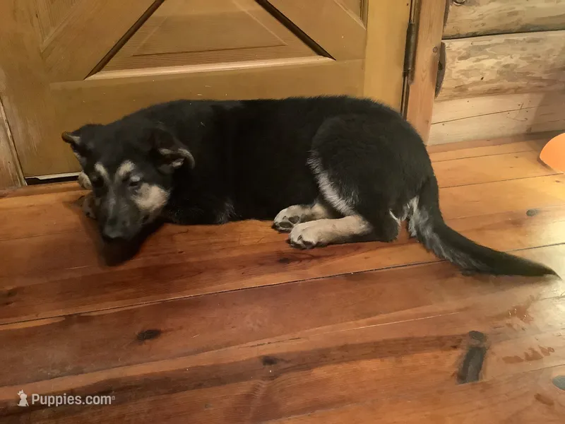 Lassie – German Shepherd Dog puppy for sale in Madison, OH