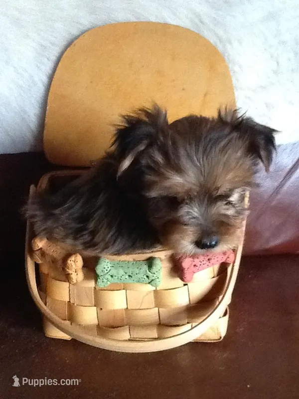 Sam – Shih Tzu puppy on hold in Madison, OH