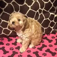 Canton, a male Cavapoo for sale in Madison, OH – Photo 1 of 2