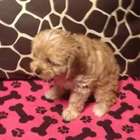 Canton, a male Cavapoo for sale in Madison, OH – Photo 2 of 2