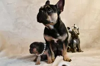 Minnie, a female French Bulldog for sale in Wilmington, NC – Photo 2 of 7