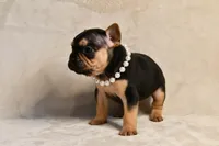 Minnie, a female French Bulldog for sale in Wilmington, NC – Photo 3 of 7