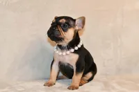 Minnie, a female French Bulldog for sale in Wilmington, NC – Photo 4 of 7