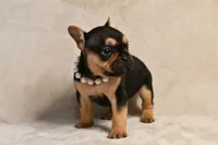 Minnie, a female French Bulldog for sale in Wilmington, NC – Photo 5 of 7