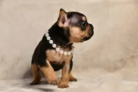 Minnie, a female French Bulldog for sale in Wilmington, NC – Photo 7 of 7