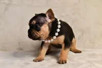 Minnie, a female French Bulldog for sale in Wilmington, NC – Photo 6 of 7