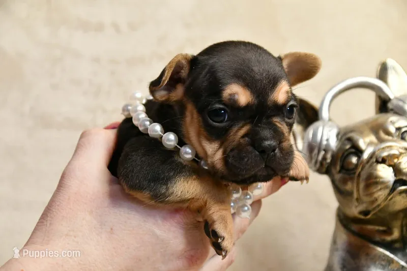 Minnie – French Bulldog puppy for sale in Wilmington, NC