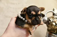 Minnie, a female French Bulldog for sale in Wilmington, NC – Photo 1 of 7