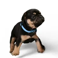 Dante, a male French Bulldog for sale in Wilmington, NC – Photo 2 of 5