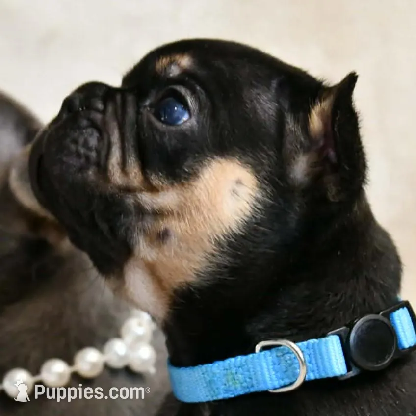 Dante, a male French Bulldog for sale in Wilmington, NC – Photo 3 of 5