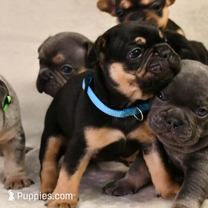 Dante, a male French Bulldog for sale in Wilmington, NC – Photo 4 of 5