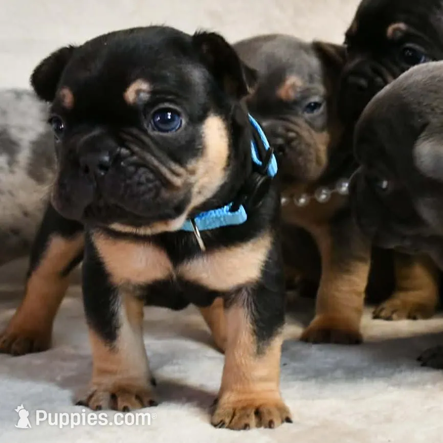 Dante, a male French Bulldog for sale in Wilmington, NC – Photo 5 of 5