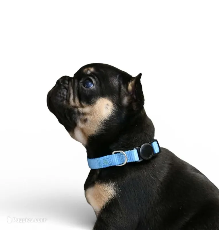 Dante – French Bulldog puppy for sale in Wilmington, NC