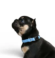 Dante, a male French Bulldog for sale in Wilmington, NC – Photo 1 of 5