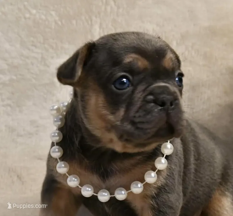 Aura – French Bulldog puppy for sale in Wilmington, NC