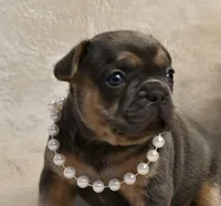 Aura, a female French Bulldog for sale in Wilmington, NC – Photo 1 of 10