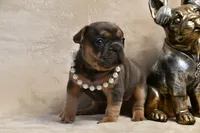 Aura, a female French Bulldog for sale in Wilmington, NC – Photo 2 of 10