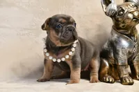 Aura, a female French Bulldog for sale in Wilmington, NC – Photo 3 of 10