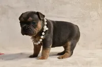 Aura, a female French Bulldog for sale in Wilmington, NC – Photo 8 of 10